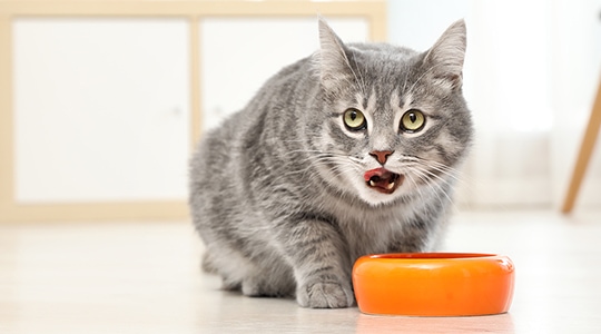 Grey cat eating