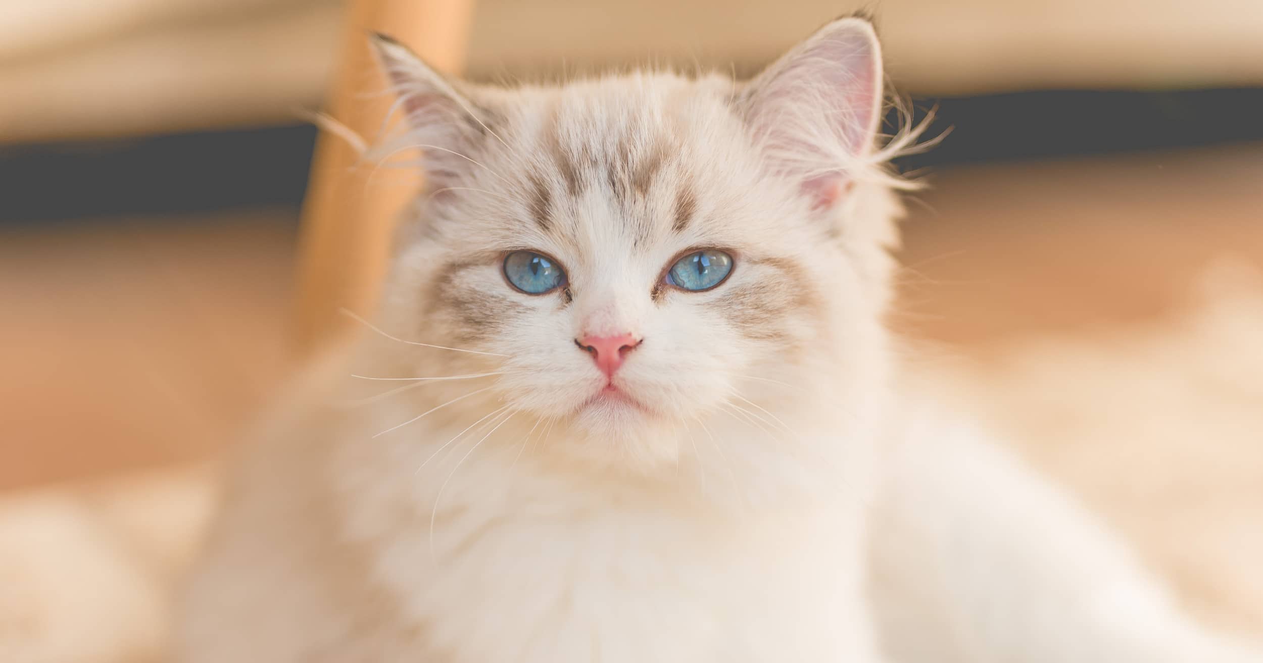 Small siamese cat with blue eyes